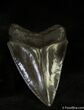 Quality Inch Megalodon Tooth #1169-2